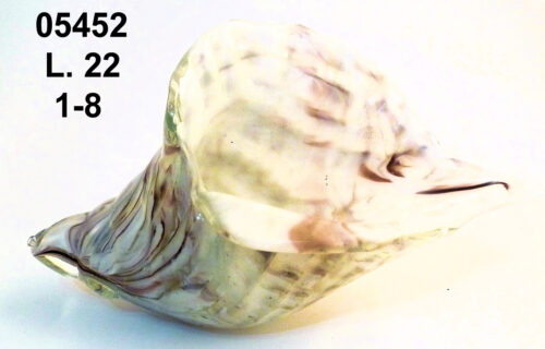 05452 CONCHIGLIA L. 22 CM.